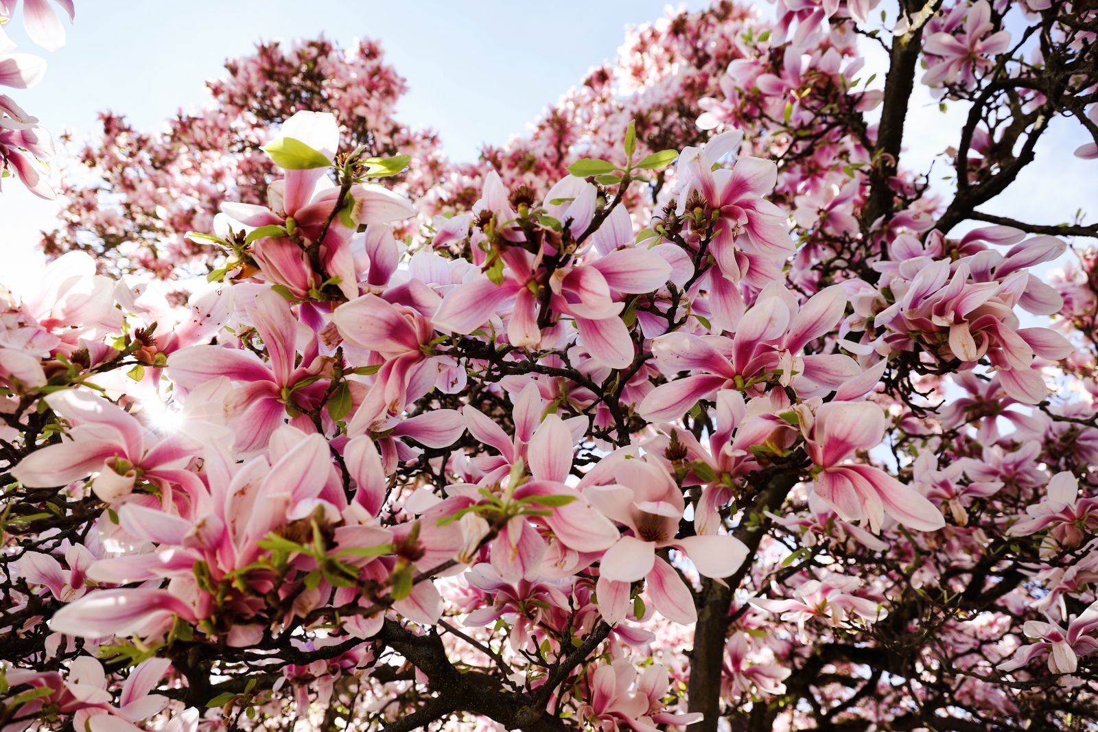 Magnolia – crengi cu flori roz înflorite primăvara