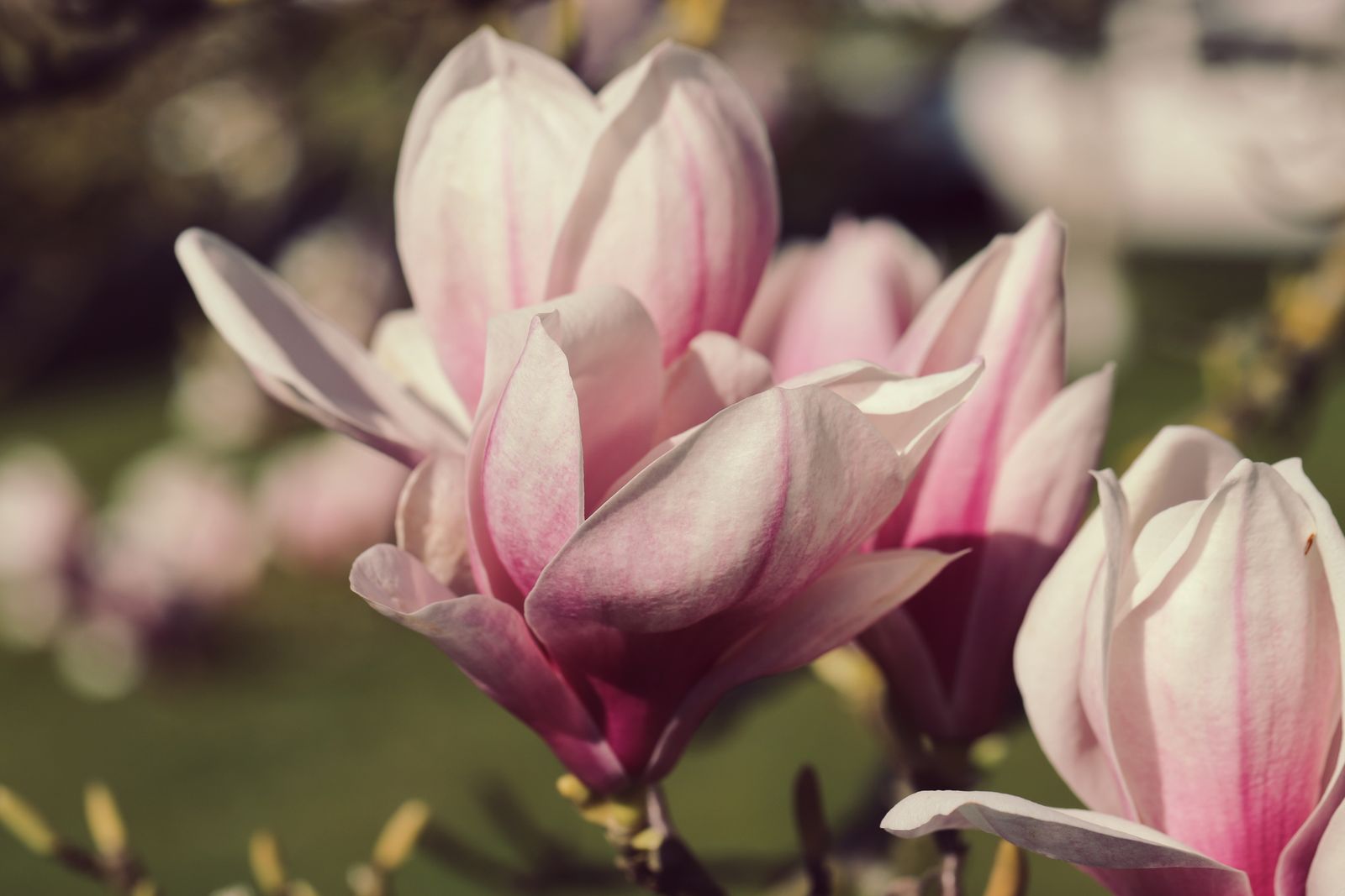 Magnolia Soulangeana – flori roz și albe înflorite primăvara