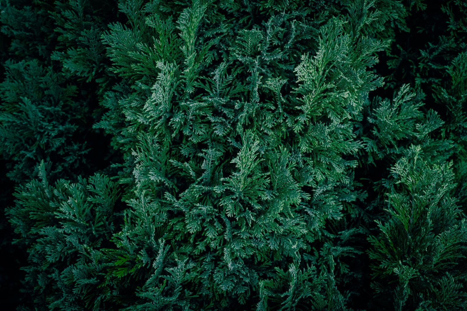 Tuia Brabant – conifer dens cu foliaj verde intens