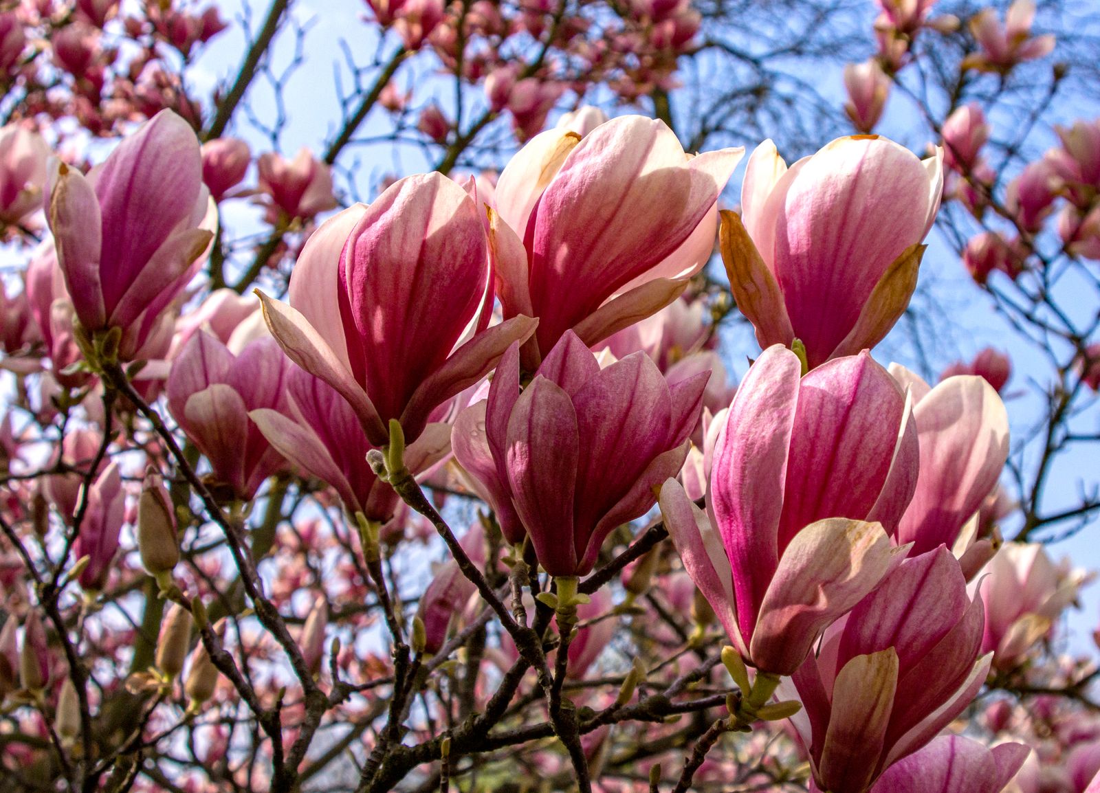 Magnolia stellata – flori roz deschis în plină înflorire